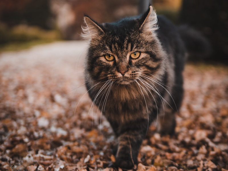  - Foto: PetYu (bluefrog pharma GmbH) über pressetext.de