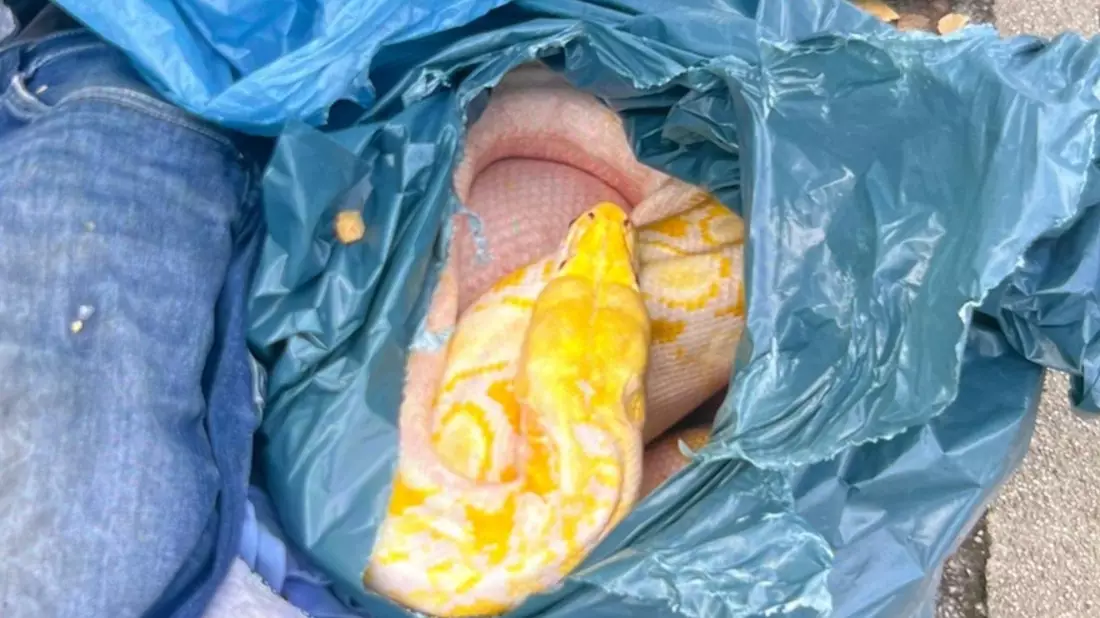 POL-SO: Zeugen finden toten Netzpython neben Altkleidercontainer - Bild: presseportal.de