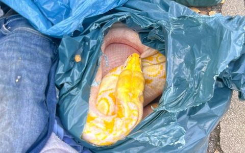 POL-SO: Zeugen finden toten Netzpython neben Altkleidercontainer - Foto: presseportal.de