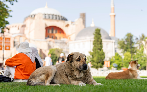 Straßenhunde in Istanbul sollen künftig nicht mehr gefüttert werden dürfen. (Archivbild) - Foto: Francisco Seco/AP/dpa
