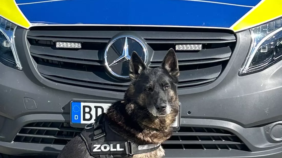 HZA-HST: Naturseife im Postverkehr? Das stinkt gewaltig ./. Stralsunder Zoll entdeckt größere Menge Cannabis und Khat in einem Postpaket - Bild: presseportal.de