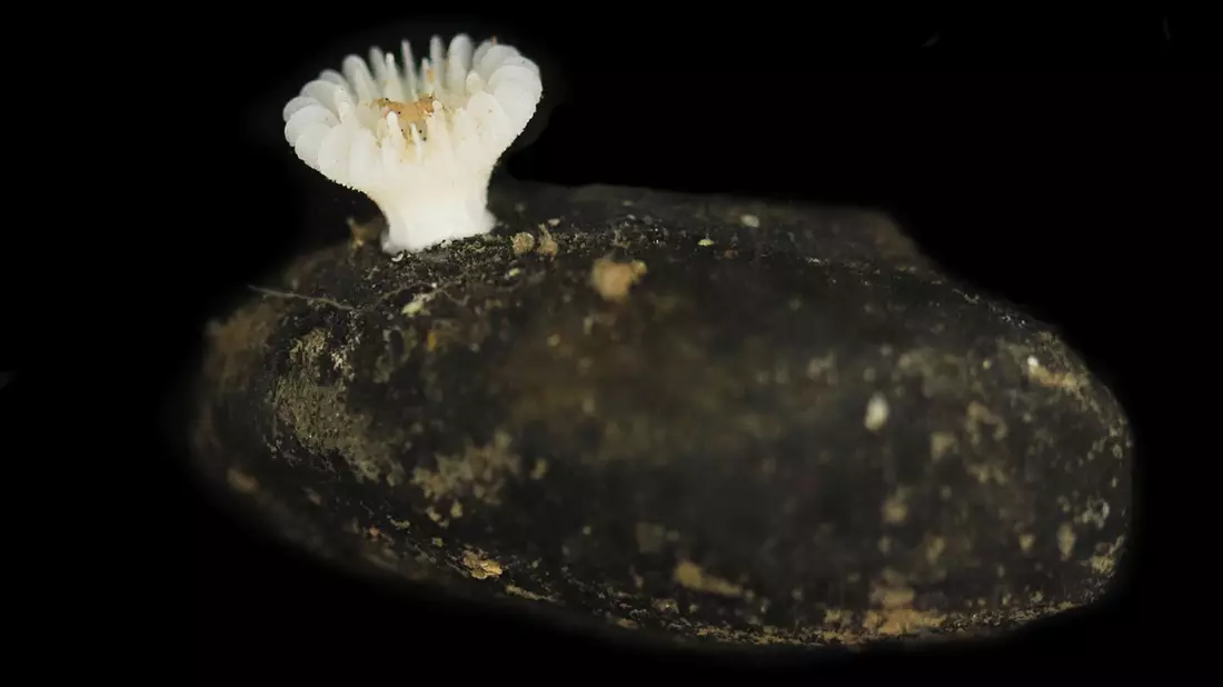 Co-Studienleiterin Santodomingo fürchtet «die Auslöschung einer ganzen Art». - Bild: Guadalupe Bribiesca-Contreras/National Oceanography Centre, United Kingdom/dpa