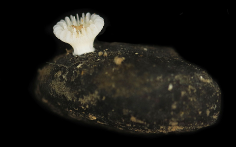 Co-Studienleiterin Santodomingo fürchtet «die Auslöschung einer ganzen Art». - Foto: Guadalupe Bribiesca-Contreras/National Oceanography Centre, United Kingdom/dpa