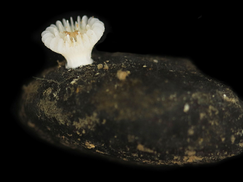 Co-Studienleiterin Santodomingo fürchtet «die Auslöschung einer ganzen Art». - Foto: Guadalupe Bribiesca-Contreras/National Oceanography Centre, United Kingdom/dpa