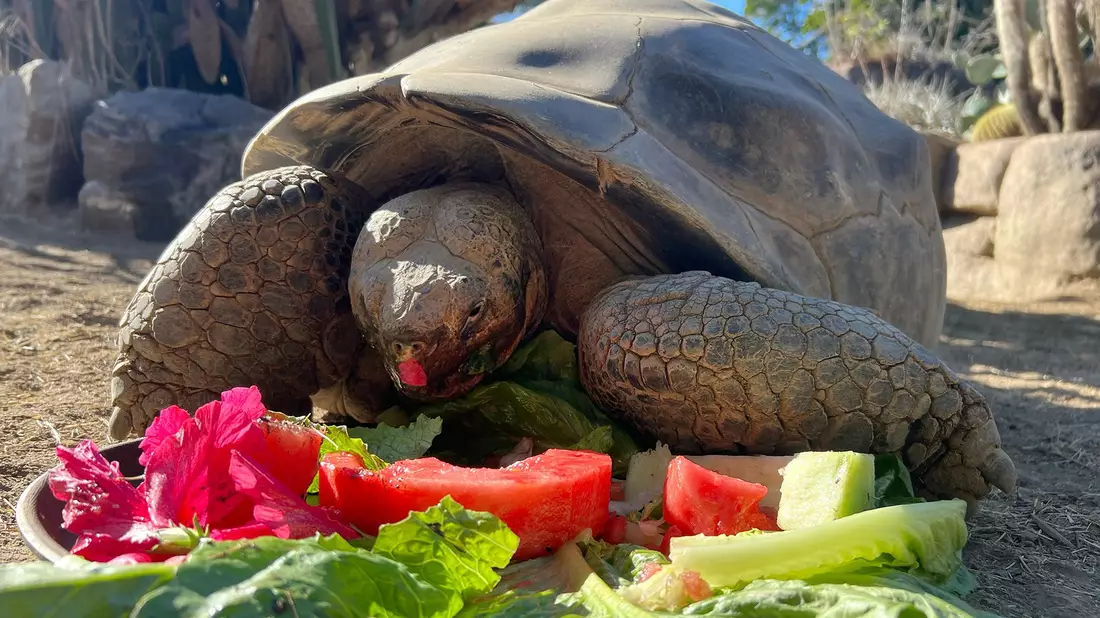 Gramma wurde sehr alt. - Bild: San Diego Zoo Wildlife Alliance/AP/dpa