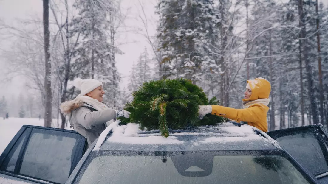 So kommt der Weihnachtsbaum sicher nach Hause - Bild: presseportal.de