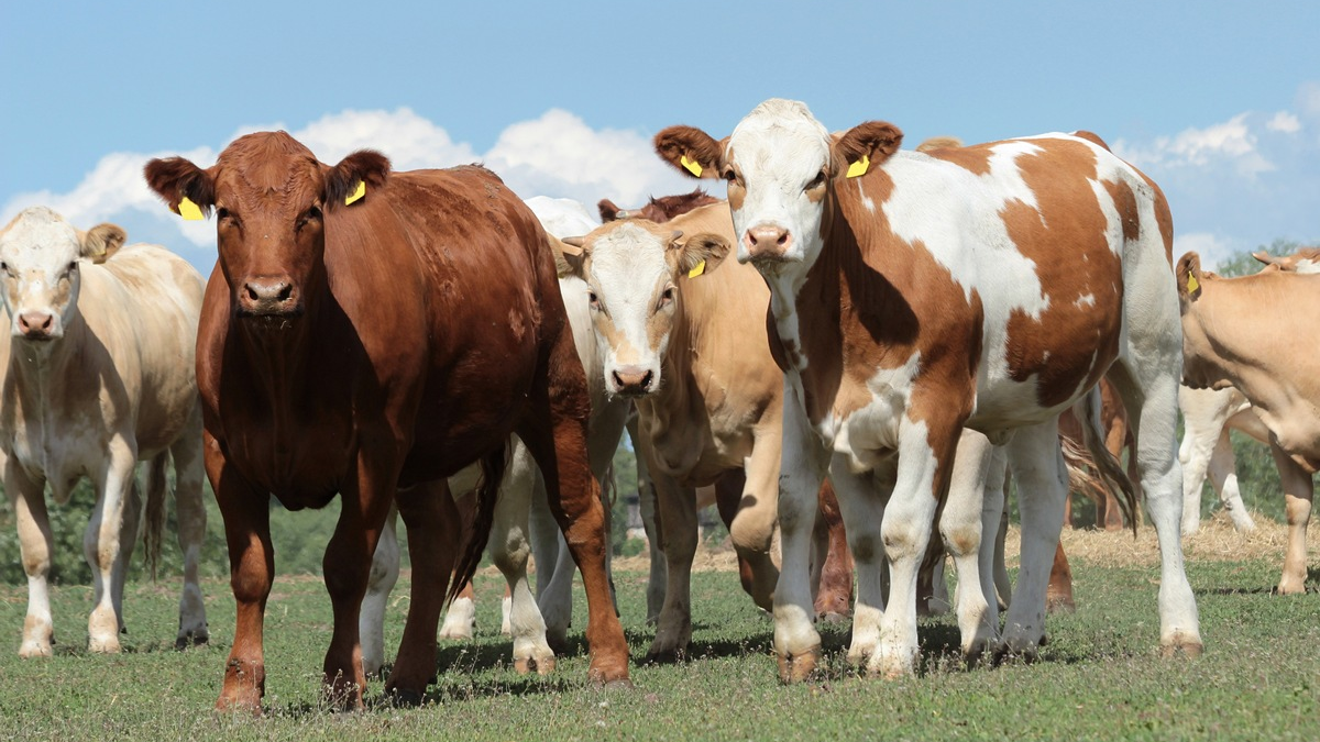 Zukunft der Nutztierhaltung erleben: BRS und BfT auf der Grünen Woche 2026 - Foto: presseportal.de