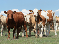 Zukunft der Nutztierhaltung erleben: BRS und BfT auf der Grünen Woche 2026 - Foto: presseportal.de