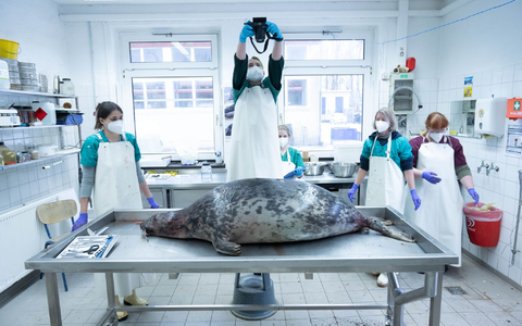 Das Robbensterben im vergangenen Herbst gibt weiter Rätsel auf. (Archivbild) - Foto: Stefan Sauer/dpa