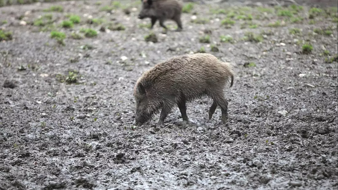 Wildschwein (Archiv) - Bild: über dts Nachrichtenagentur