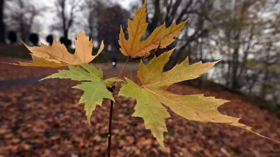 Der Deutsche Wetterdienst gibt seine Bilanz für den Herbst bekannt. (Symbolbild) - Bild: Federico Gambarini/dpa