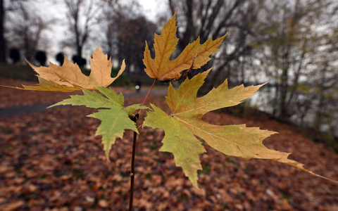 Der Deutsche Wetterdienst gibt seine Bilanz für den Herbst bekannt. (Symbolbild) - Foto: Federico Gambarini/dpa