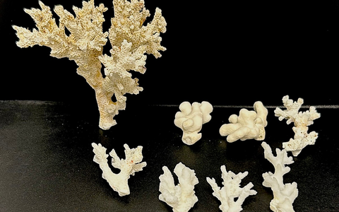 HZA-IZ: Geschützte Korallen durch Zoll am Hamburger Flughafen beschlagnahmt/ Zoll beschlagnahmt acht unter Artenschutz stehende Korallen von den Malediven - Foto: presseportal.de