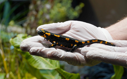 Von Feuersalamandern und anderen wilden Tieren: Zoos schützen bedrohte Arten gemeinsam / Fachtagung im Thüringer Zoopark Erfurt zu Forschung und Artenschutz - Foto: presseportal.de