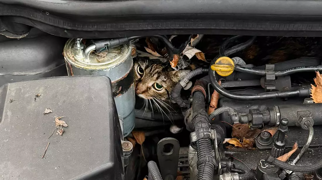 In höchster Not findet die Feuerwehr eine eingeklemmte Katze in einem Auto vor. - Bild: --/Berufsfeuerwehr Augsburg/dpa