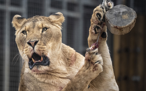 Der Eindringling kletterte rund sechs Meter über eine Mauer und an einen Baum in das Gehege hinunter. (Symbolbild)  - Foto: Ben Birchall/PA Wire/dpa