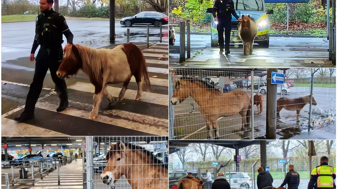 POL-DU: Duissern: Polizei stoppt tierischen Ausflug - Pferde und Ponys nach Straßenabenteuer in Sicherheit gebracht - Bild: presseportal.de
