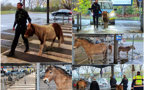 POL-DU: Duissern: Polizei stoppt tierischen Ausflug - Pferde und Ponys nach Straßenabenteuer in Sicherheit gebracht - Foto: presseportal.de