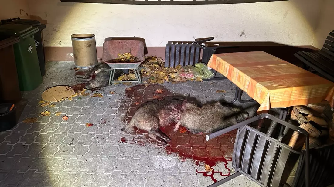 POL-PDLD: Wildschweinrotte versetzt Hatzenbühl in Angst und Schrecken - Bild: presseportal.de