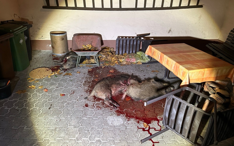 POL-PDLD: Wildschweinrotte versetzt Hatzenbühl in Angst und Schrecken - Foto: presseportal.de