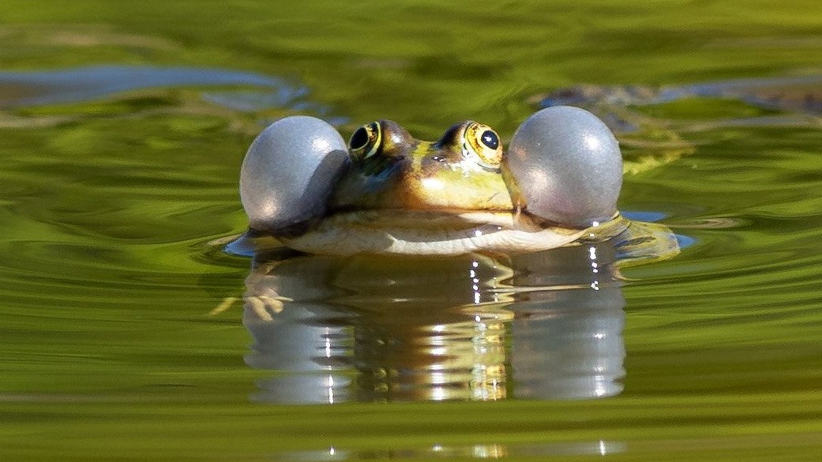 Einige Wasserfroscharten könnten künftig besser geschützt werden. (Illustration) - Foto: Soeren Stache/dpa-Zentralbild/ZB