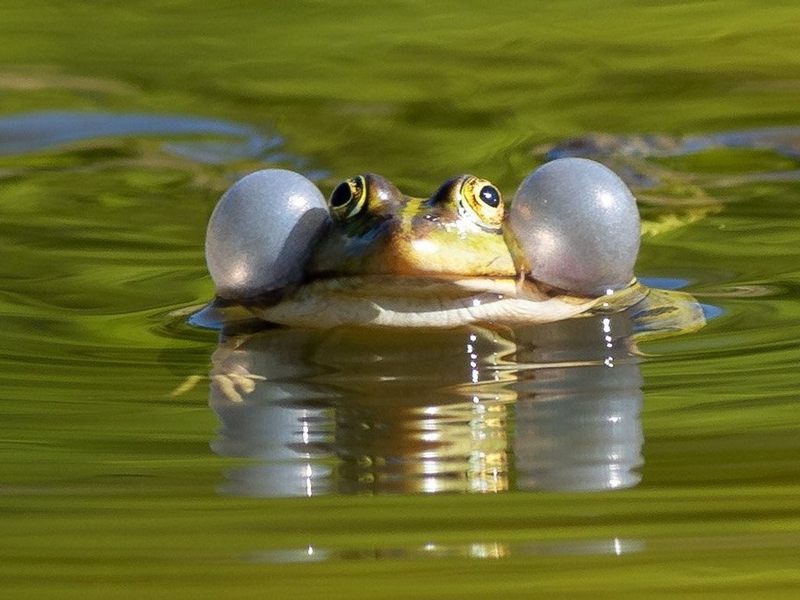 Einige Wasserfroscharten könnten künftig besser geschützt werden. (Illustration) - Foto: Soeren Stache/dpa-Zentralbild/ZB