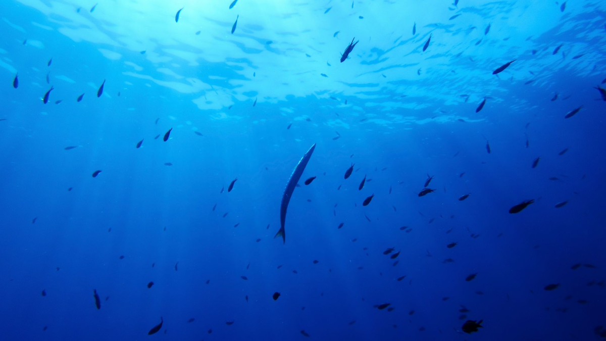 Bisher gibt es für die Hochsee keine einheitlichen Umweltregeln. (Symbolbild) - Foto: Annika Hammerschlag/AP/dpa