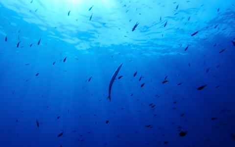 Bisher gibt es für die Hochsee keine einheitlichen Umweltregeln. (Symbolbild) - Foto: Annika Hammerschlag/AP/dpa