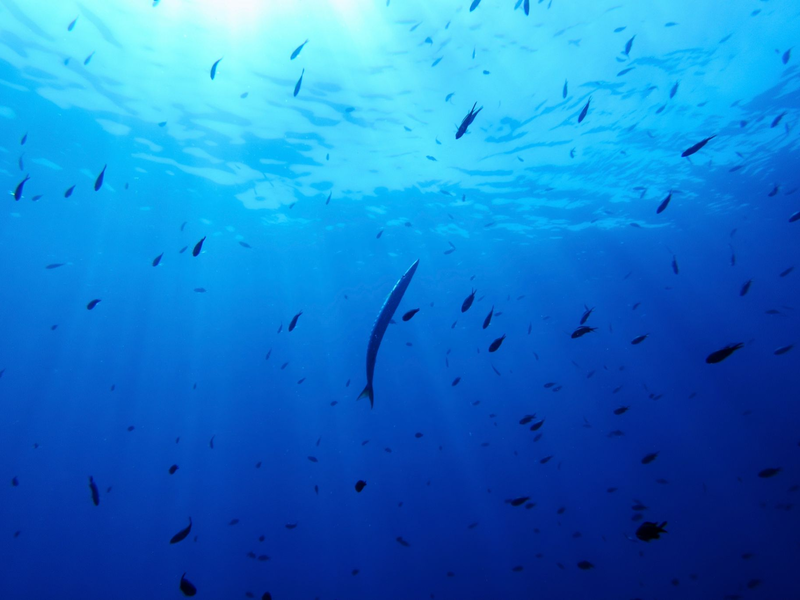 Bisher gibt es für die Hochsee keine einheitlichen Umweltregeln. (Symbolbild) - Foto: Annika Hammerschlag/AP/dpa