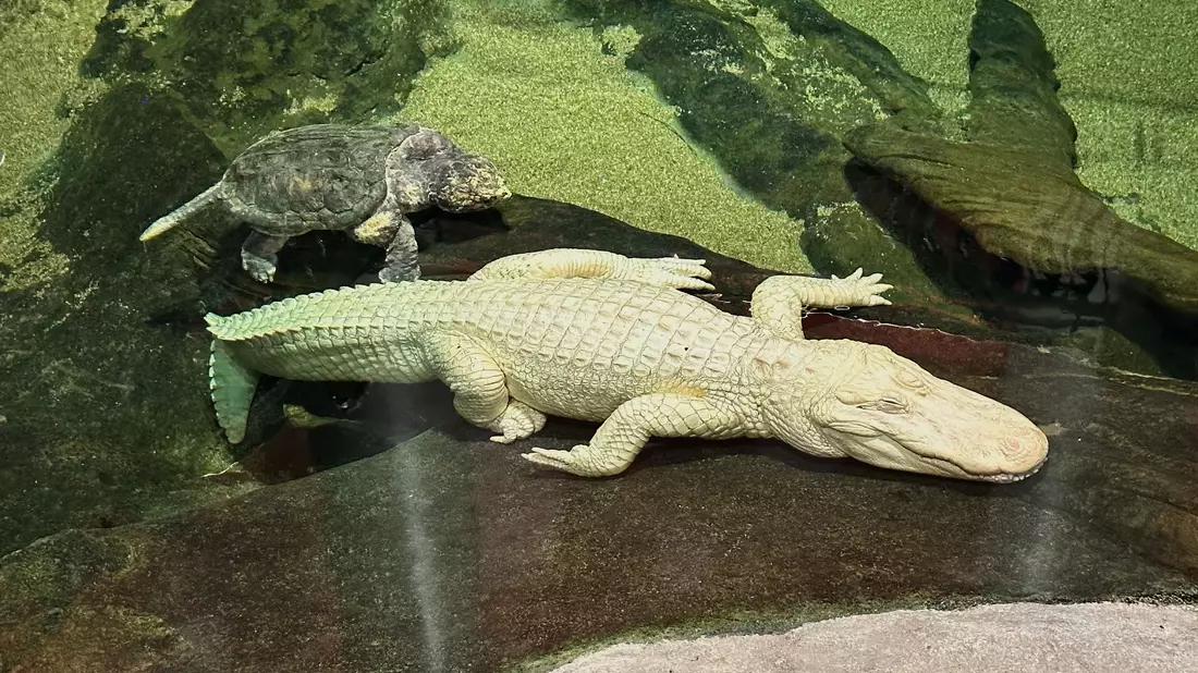 Albino-Alligator Claude lag meist regungslos auf einem beheizten Felsen oder schwamm mit Schildkröten durch sein Becken. (Archivbild) - Bild: Jeff Chiu/AP/dpa