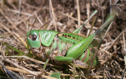 Seinen Namen erhielt der Warzenbeißer aufgrund eines alten Volksglaubens. (Foto - Handout) - Foto: Schmitt/Senckenberg/dpa