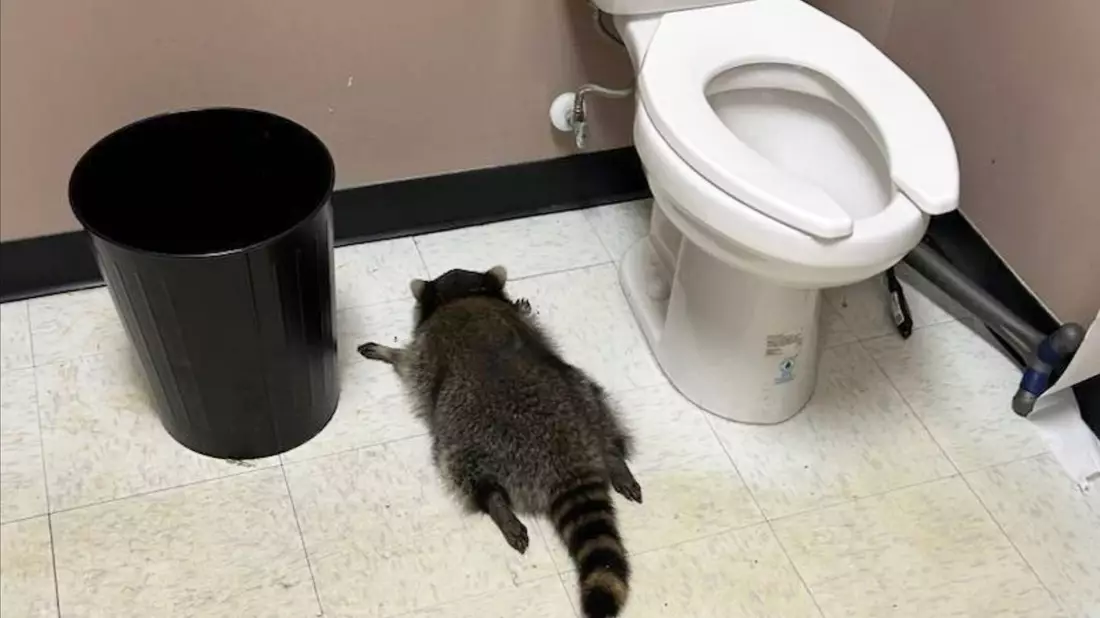 Nach seiner Spritztour war erst einmal Ausnüchterung angesagt, bevor der Waschbär zurück in die Wildnis durfte. (Handout). - Bild: Uncredited/Hanover County Protection/AP/dpa