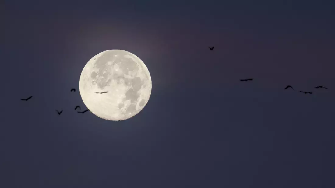 Der letzte Vollmond des Jahres wird auch «Cold Moon» oder «Julmond» genannt. (Archivbild) - Bild: Christian Charisius/dpa