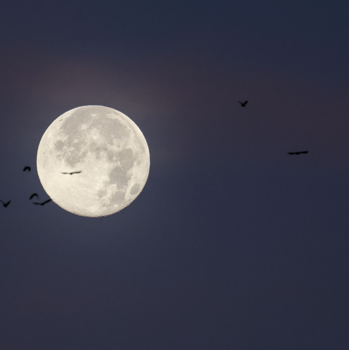 Der letzte Vollmond des Jahres wird auch «Cold Moon» oder «Julmond» genannt. (Archivbild) - Foto: Christian Charisius/dpa