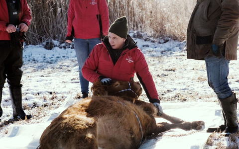 Nach etwa einem halben Jahr ist die Kuh Arielle eingefangen worden. (Handout) - Foto: Gut Aiderbichl/dpa Nach etwa einem halben Jahr ist die Kuh Arielle eingefangen worden. (Handout) - Foto: Gut Aiderbichl/dpa