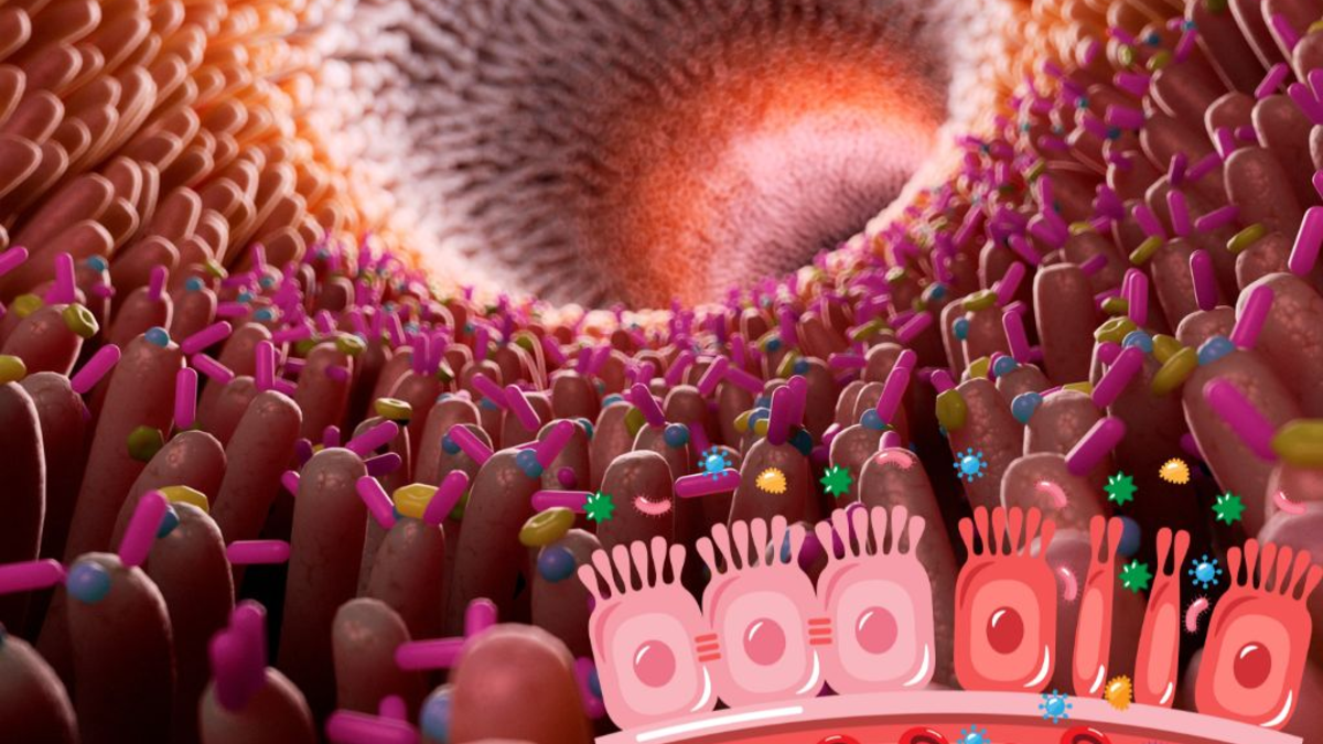 Leaky-Gut-Syndrome - Foto: bonaFeel über pressetext.de