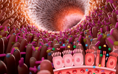 Leaky-Gut-Syndrome - Foto: bonaFeel über pressetext.de