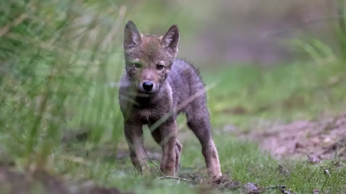 Geplante Änderung des Bundesjagdgesetzes: Wolf gehört nicht ins Jagdrecht - Fakten statt Populismus - Bild: presseportal.de