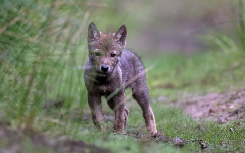 Geplante Änderung des Bundesjagdgesetzes: Wolf gehört nicht ins Jagdrecht - Fakten statt Populismus - Foto: presseportal.de