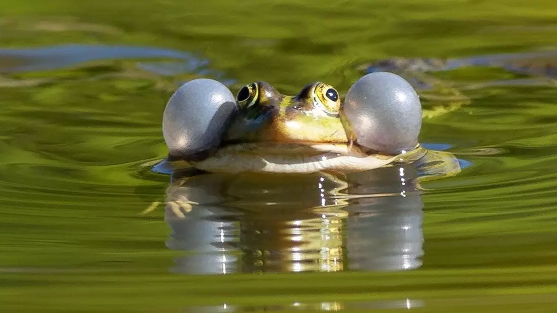 Auch für Wasserfrösche sollen künftig Handelsbeschränkungen gelten. (Archivbild) - Bild: Soeren Stache/dpa-Zentralbild/dpa
