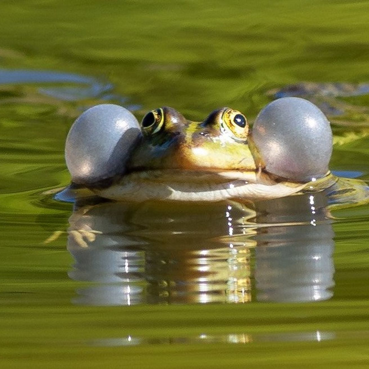 Auch für Wasserfrösche sollen künftig Handelsbeschränkungen gelten. (Archivbild) - Foto: Soeren Stache/dpa-Zentralbild/dpa