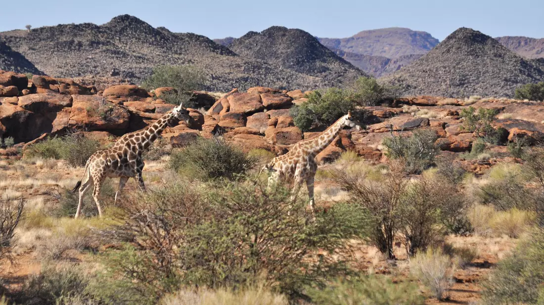 Giraffen bleiben weiterhin geschützt. (Archivbild) - Bild: Julia Ruhnau/dpa-tmn/dpa