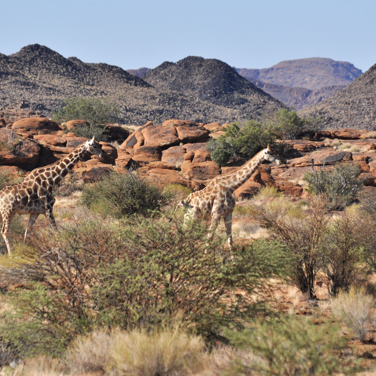 Giraffen bleiben weiterhin geschützt. (Archivbild) - Foto: Julia Ruhnau/dpa-tmn/dpa
