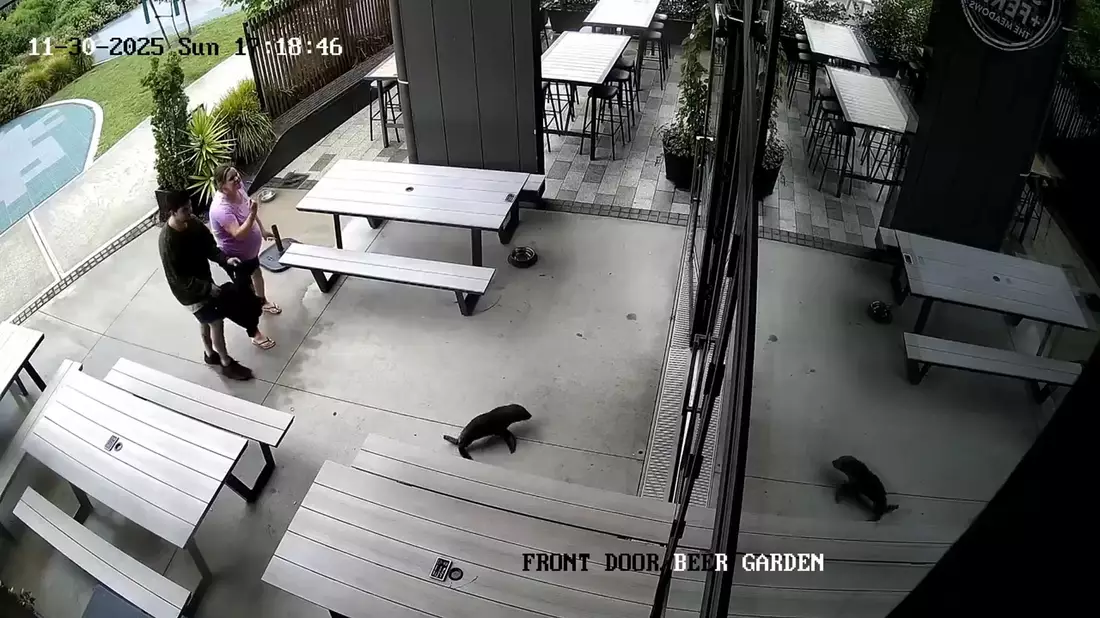 Das niedliche Robbenbaby watschelte plötzlich durch die Vordertür ins Pub. - Bild: Uncredited/Sprig + Fern The Meadows/AP/dpa