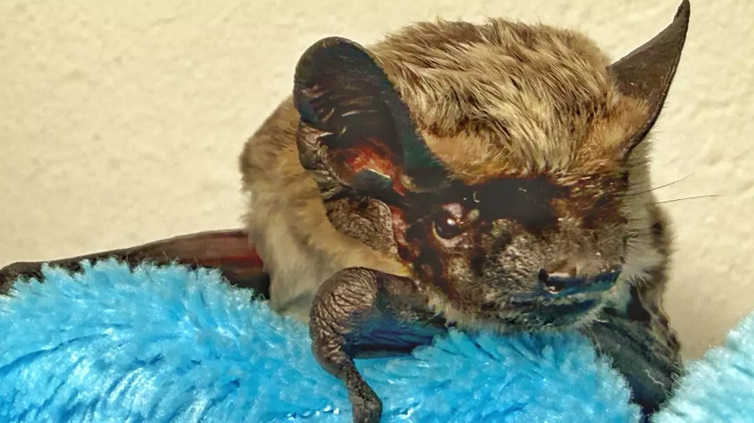 HZA-D: Zoll rettet Fledermaus am Düsseldorfer Flughafen / Verirrtes, geschwächtes Tier vom Zoll aus misslicher Lage befreit und Fledermaus NRW e.V. übergeben - Bild: presseportal.de