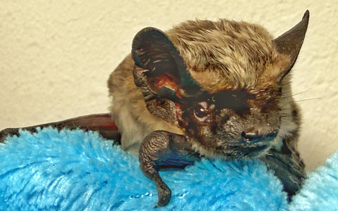 HZA-D: Zoll rettet Fledermaus am Düsseldorfer Flughafen / Verirrtes, geschwächtes Tier vom Zoll aus misslicher Lage befreit und Fledermaus NRW e.V. übergeben - Foto: presseportal.de