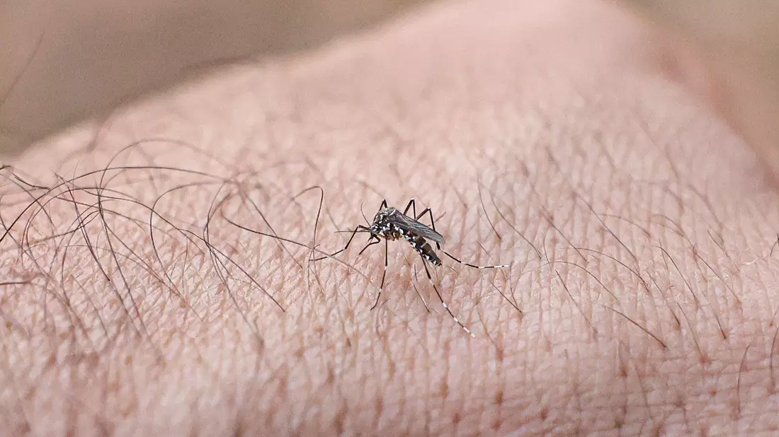 Chikungunyafieber kann durch Mückenstiche ausgelöst werden. (Symbolbild) - Bild: Marcelo Camargo/Agencia Brazil/dpa