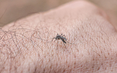 Chikungunyafieber kann durch Mückenstiche ausgelöst werden. (Symbolbild) - Foto: Marcelo Camargo/Agencia Brazil/dpa
