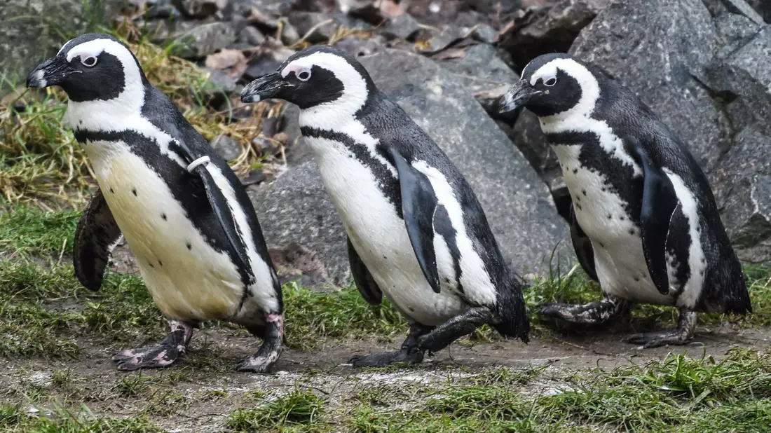 Brillenpinguine im Tierpark Berlin - Bild: Kira Hofmann/dpa-Zentralbild/ZB