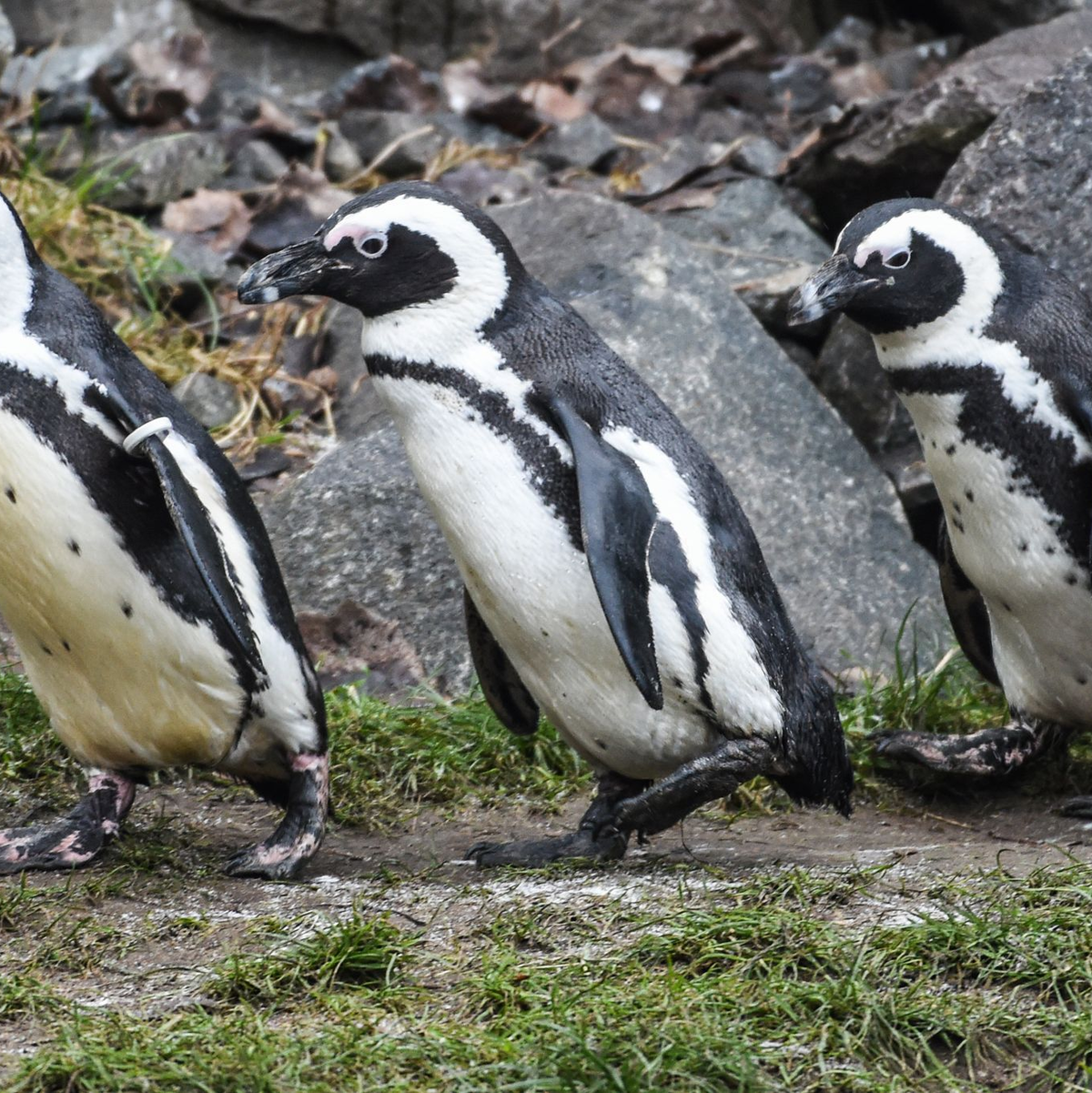 Brillenpinguine im Tierpark Berlin - Foto: Kira Hofmann/dpa-Zentralbild/ZB